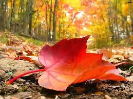fallleaves